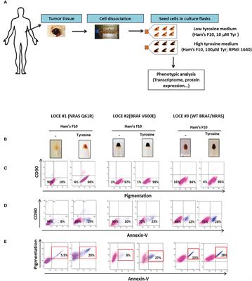 Tyrosine-Dependent Phenotype Switching Occurs Early in Many Primary Melanoma Cultures Limiting Their Translational Value